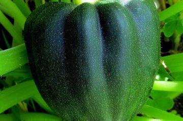 Acorn Squash With Roasted Garlic Custard