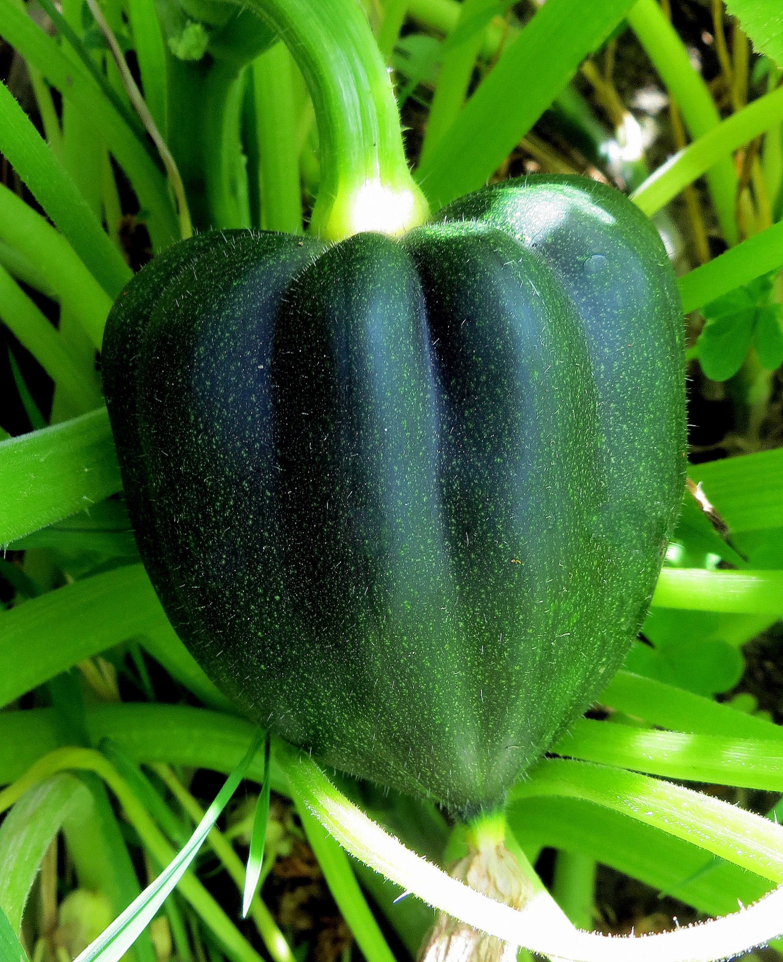 Acorn Squash in Foil on the grill