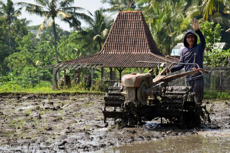 Plough or Plauta (India Rice)