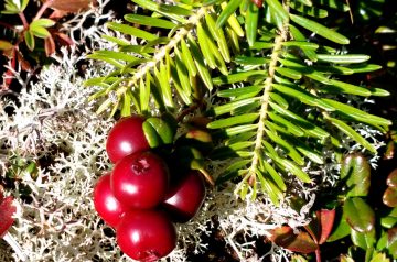 Ida's Cranberry Relish