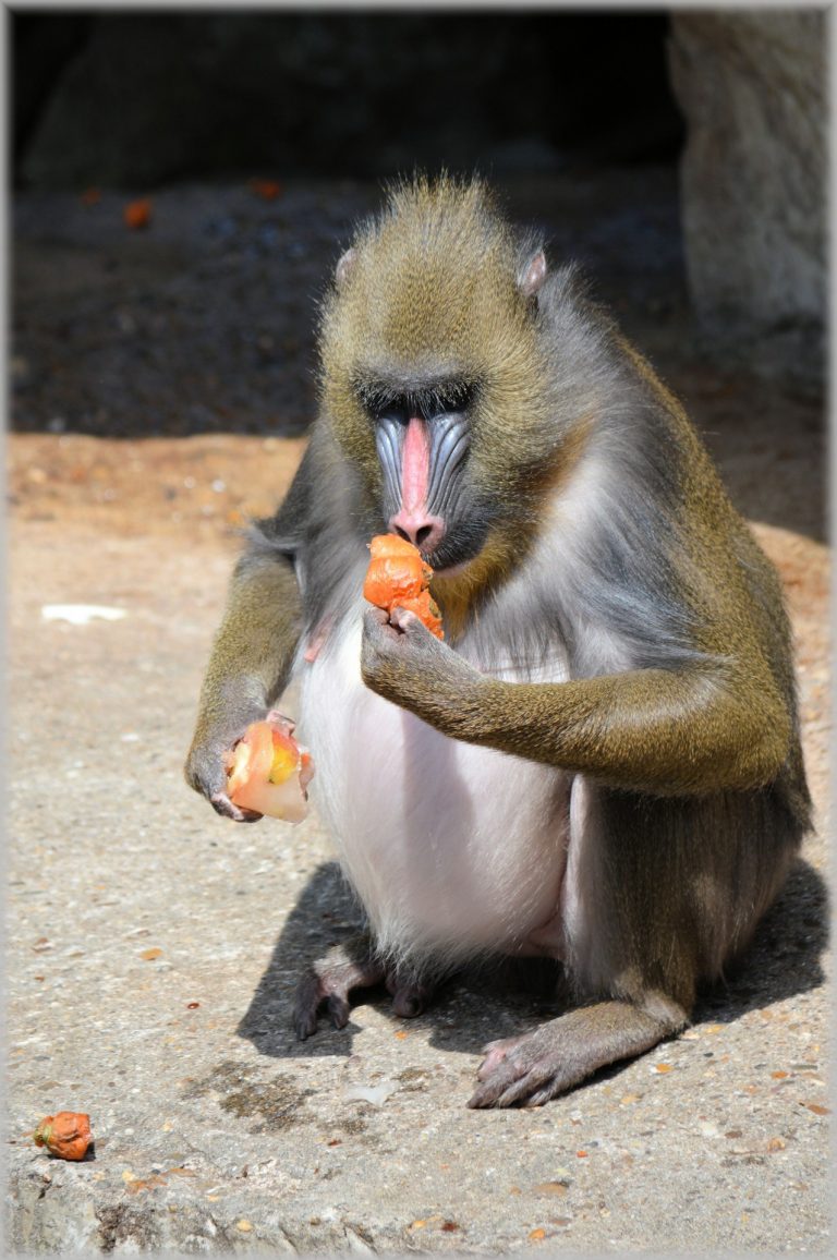Probiotic Fruit Delicacy