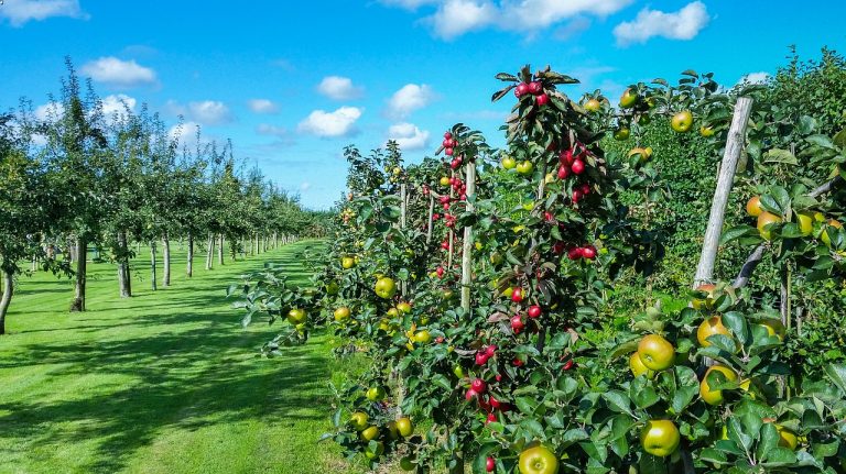 Apple Orchard Green Beans
