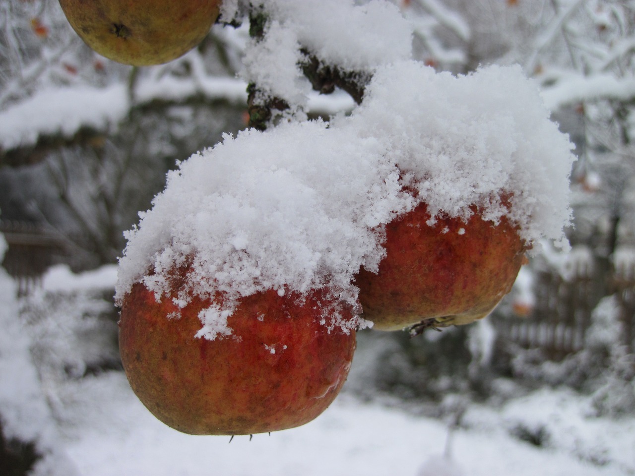 Apple Snow