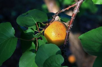 Apricot Orange Balls