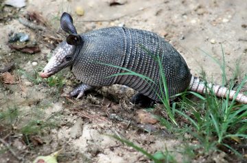 Armadillo Eggs