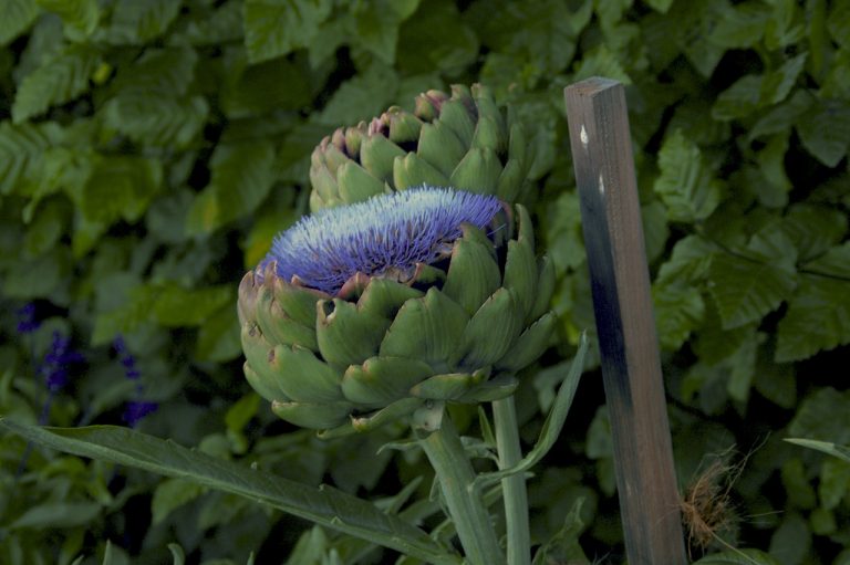 Artichoke Hearts