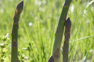 Asparagus Spears With Egg