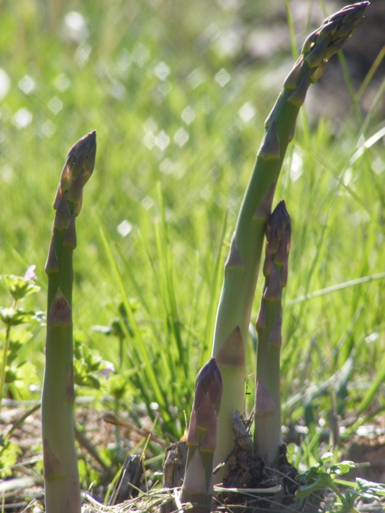Asparagus Spears With Egg
