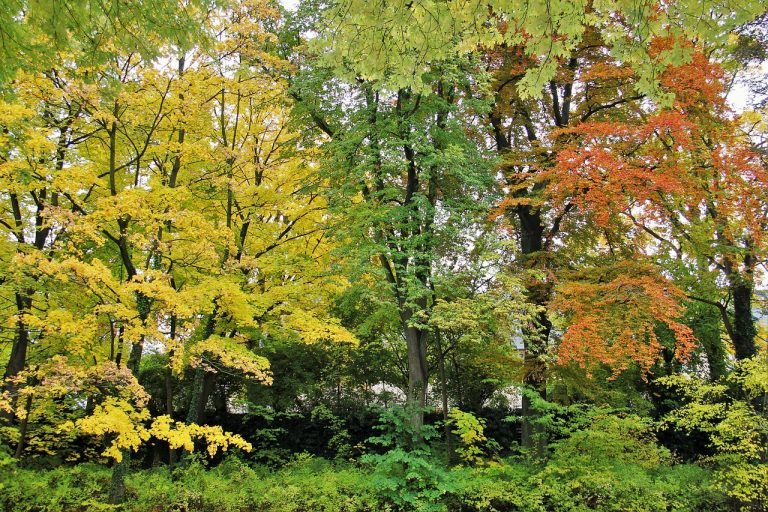 Autumn Leaves
