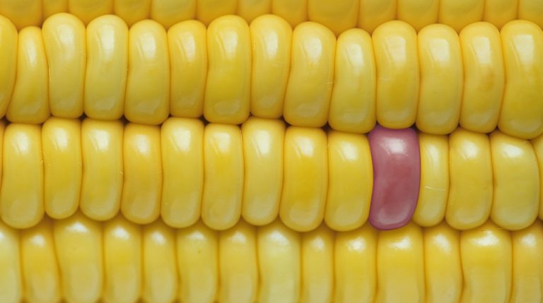 Yummy Creamed Corn