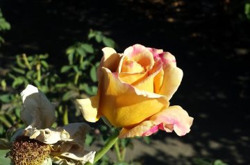 Baked Honey Dijon Mustard Chicken