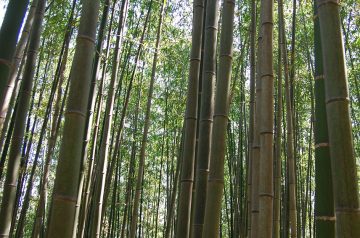 Beans and Bamboo Shoots