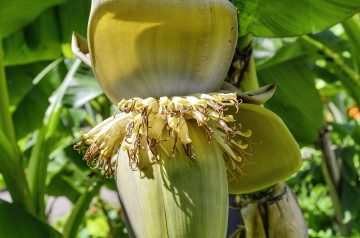 Banana Blossom Guinatan
