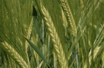 Barley Corn Casserole