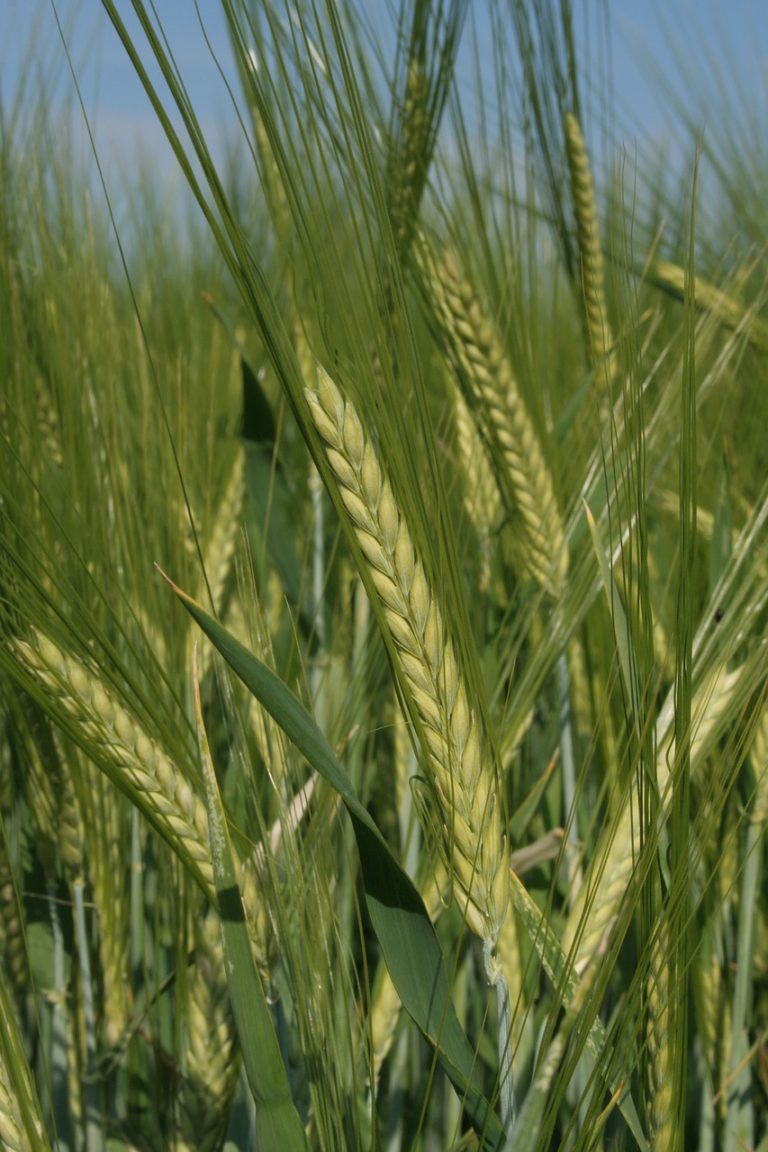 Barley Corn Casserole