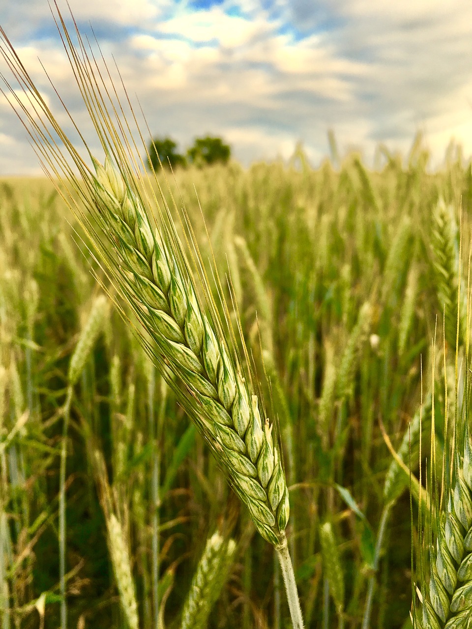 Barley Morocco