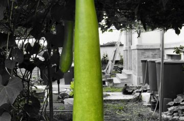 Basil Zucchini Orzo Salad