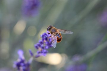 Chicken Breasts With Lavender and Honey Glaze