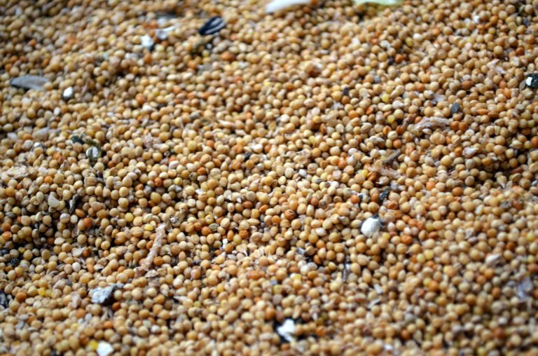 Birdseed Bar