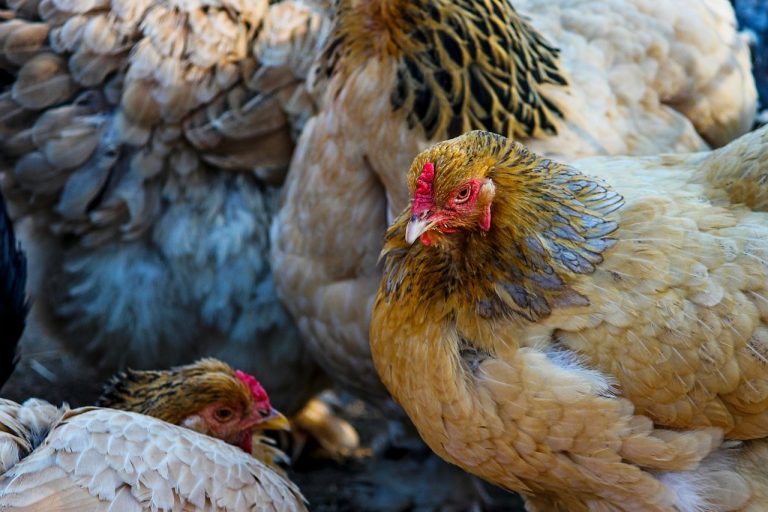 Bittersweet Farm Chicken