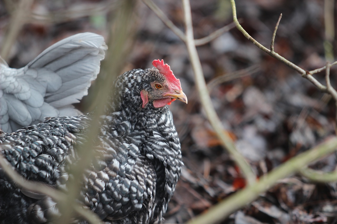 Black and Blue Chicken