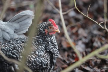 Black Forest Chicken