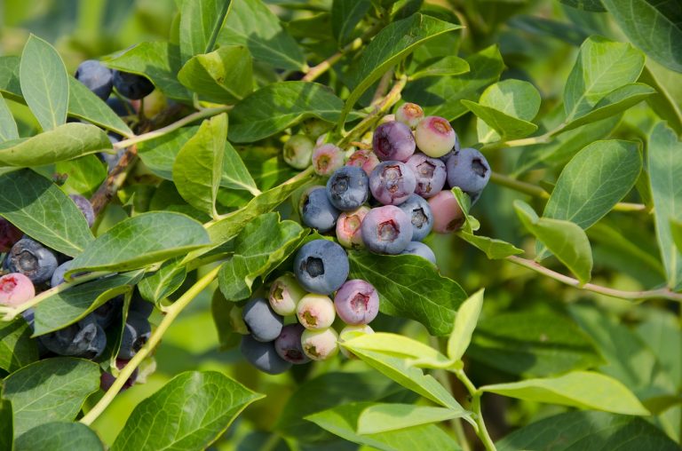 Summer Blueberry Tart
