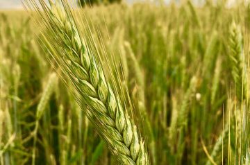 Bountiful Barley