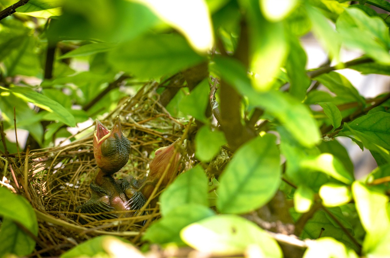 Breakfast Bird's Nest