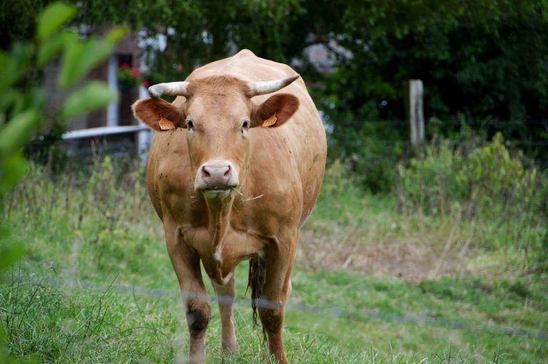 Brown Cow for Kids