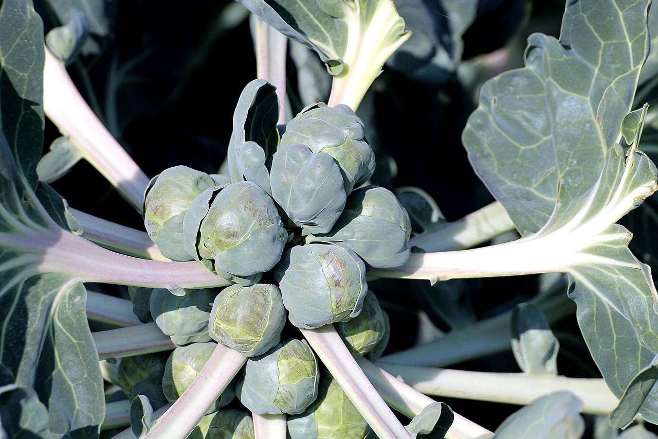 Brussels Sprouts in Garlic Butter