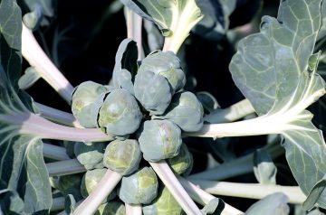Brussels Sprouts with Pine Nuts