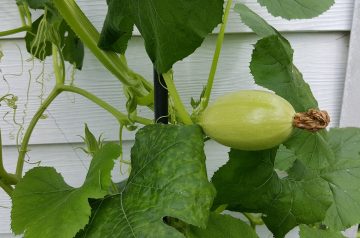 Buttered Spaghetti Squash