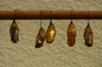 Tropical Glazed Chicken Strips