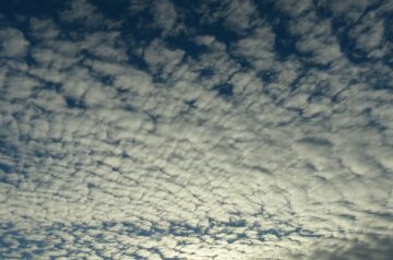 Buttermilk Pecan Chicken Breasts
