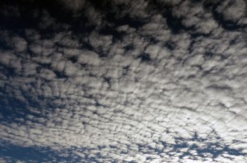Soft Buttermilk Cookies