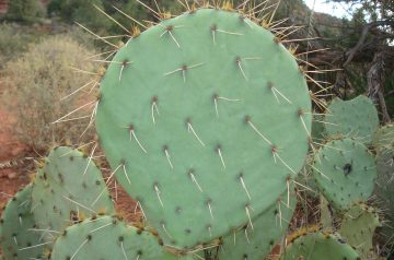 Huaraches - Stuffed Prickly Pear Cactus Paddles - Stuffed Nopale