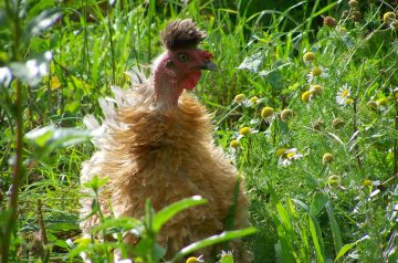 California-Style Chicken