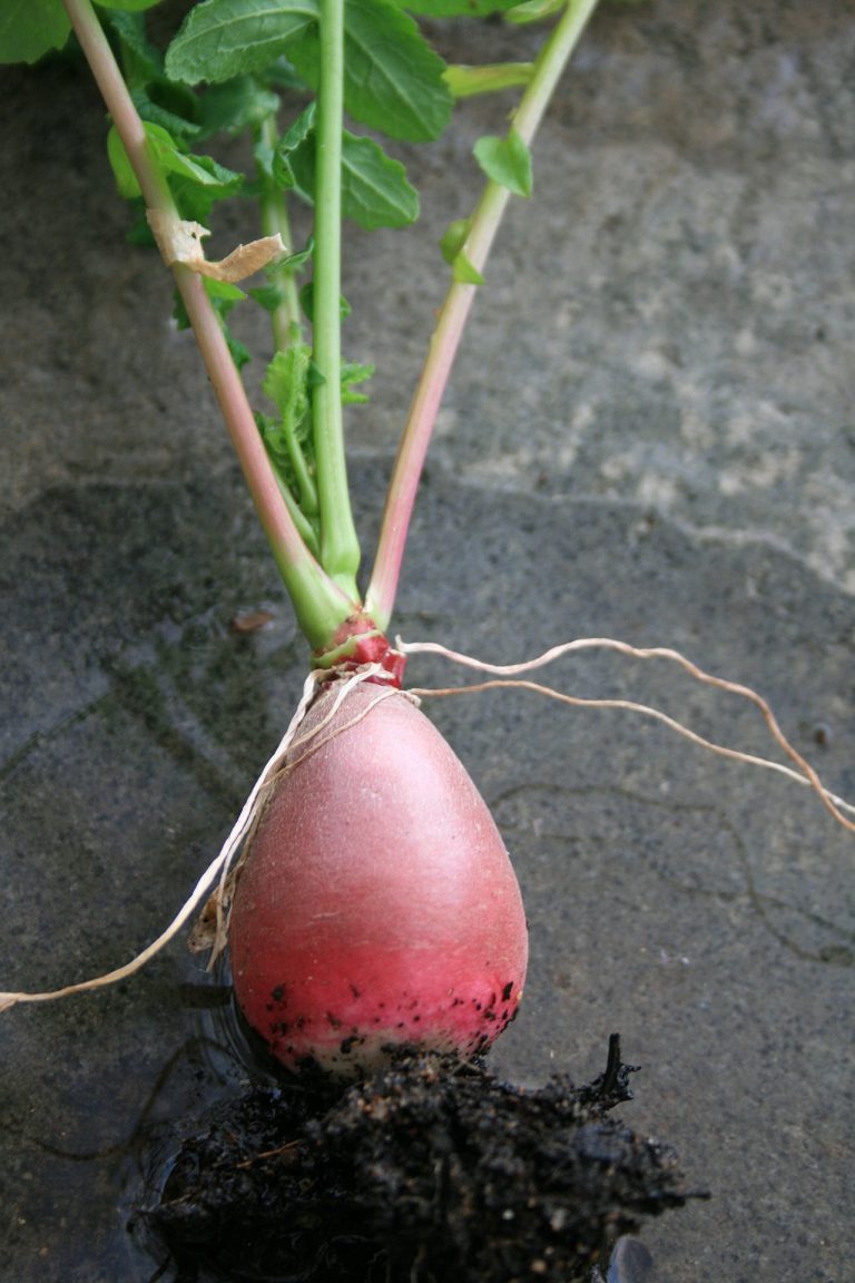 Carrot and Radish Salad