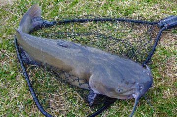 Crusty Catfish Delight