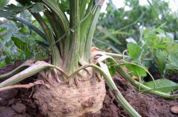 Celery and Avocado Salad