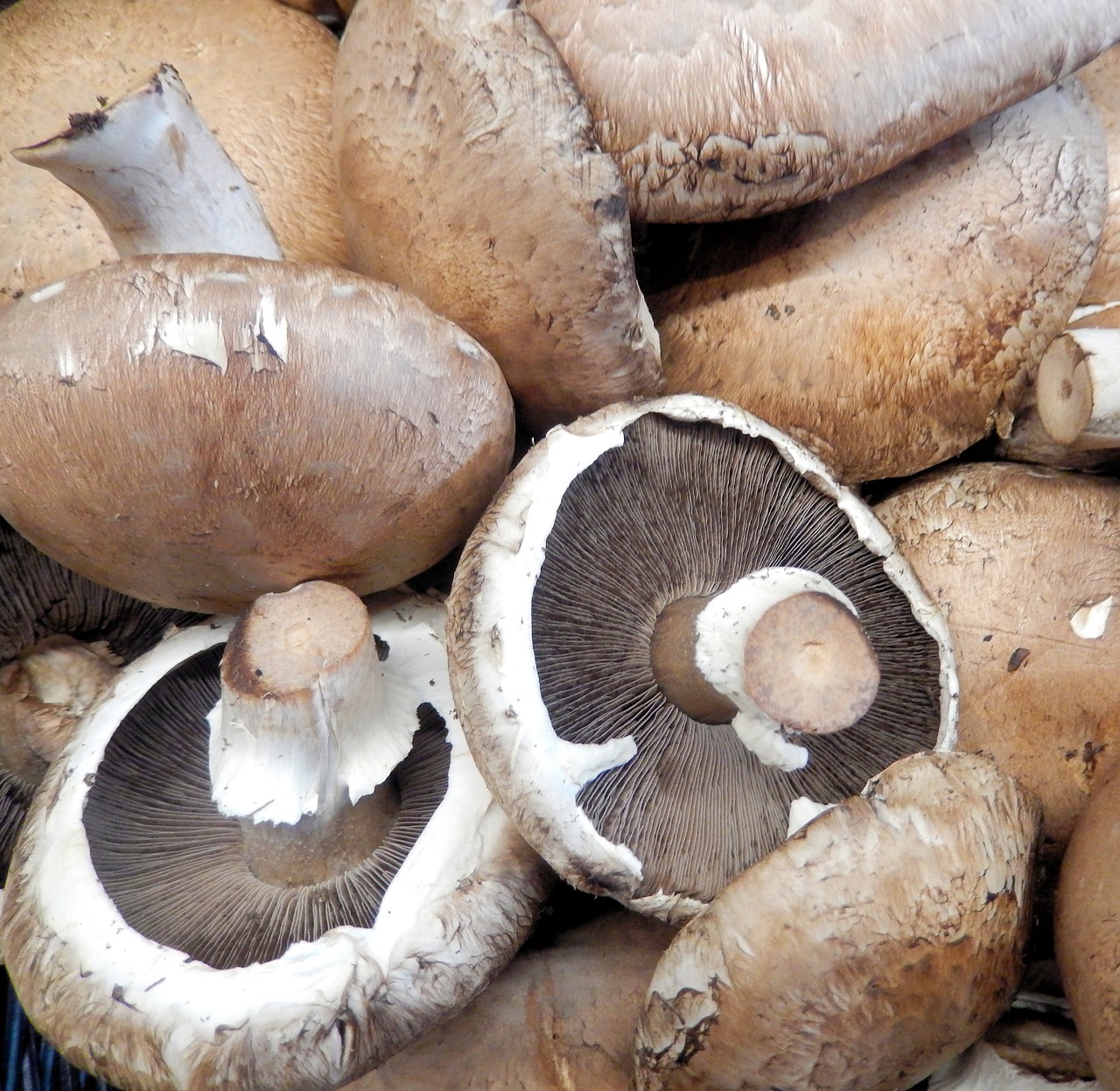 Cheesy Seafood Stuffed Portabella Mushrooms