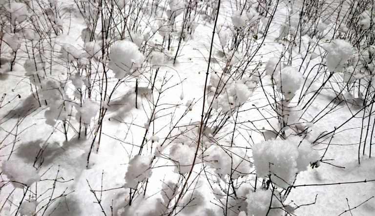 Cherry Snowballs