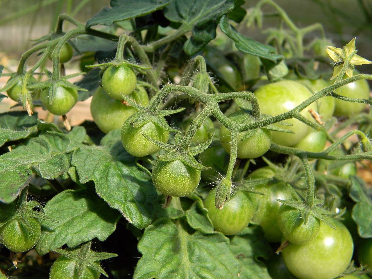 Cherry Tomatoes in Herb Marinade