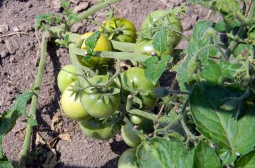 Cherry Tomatoes Provencale