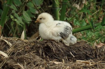 Rappin' With a Chick