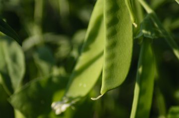 Chicken and Sugar Snap Pea Saute