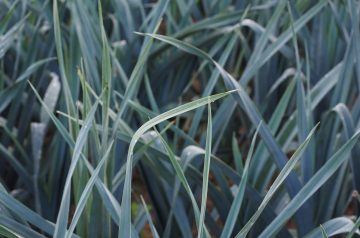 Chicken Leek and Mushroom Pies