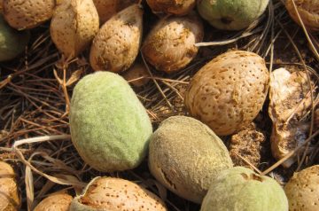 Chicken With Apricot and Almonds