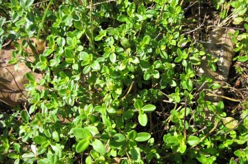 Chicken with Lemon Thyme Pesto